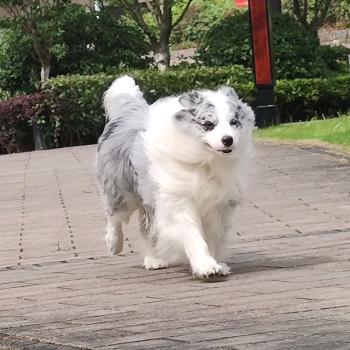 🌈一只小米诺🌈