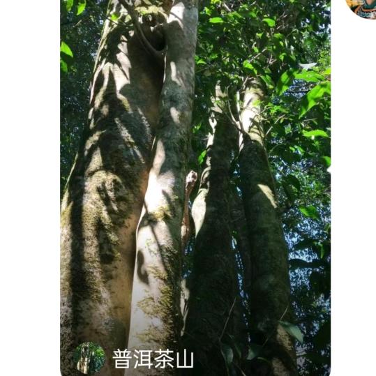 茶山普洱