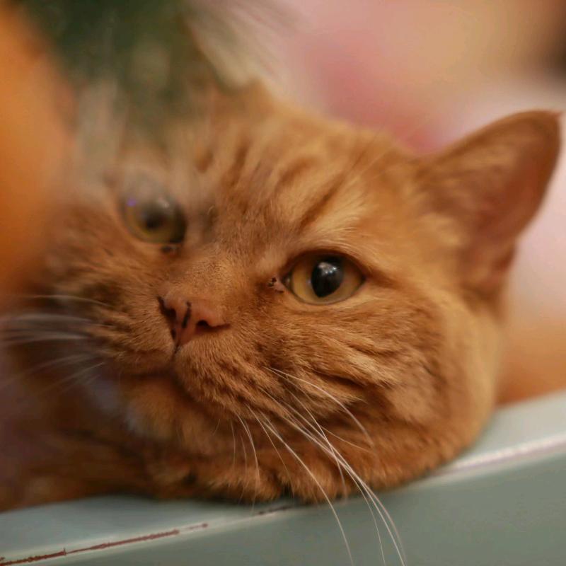 猫叔爱摄影