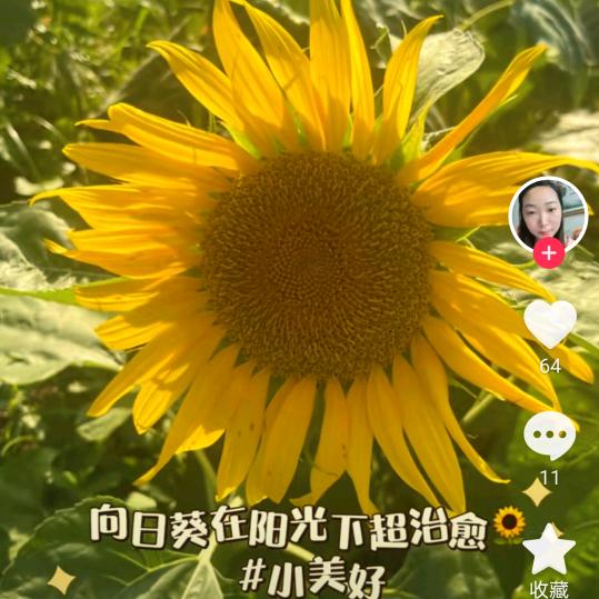 吉庆聚金安