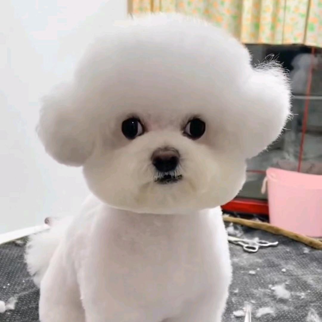 嫂子萌宠！！！！！！！！