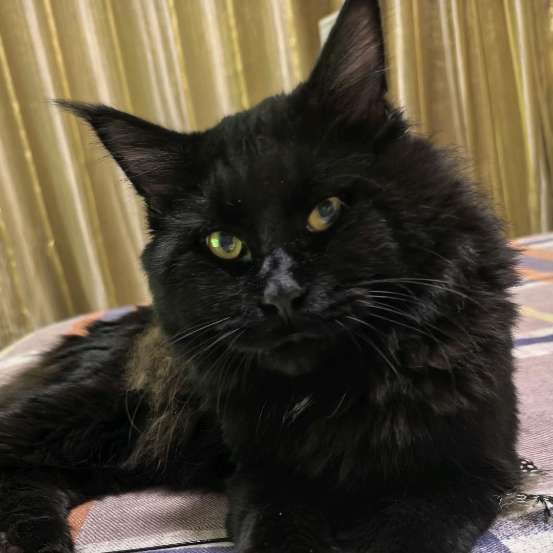 小猫～🐈‍⬛