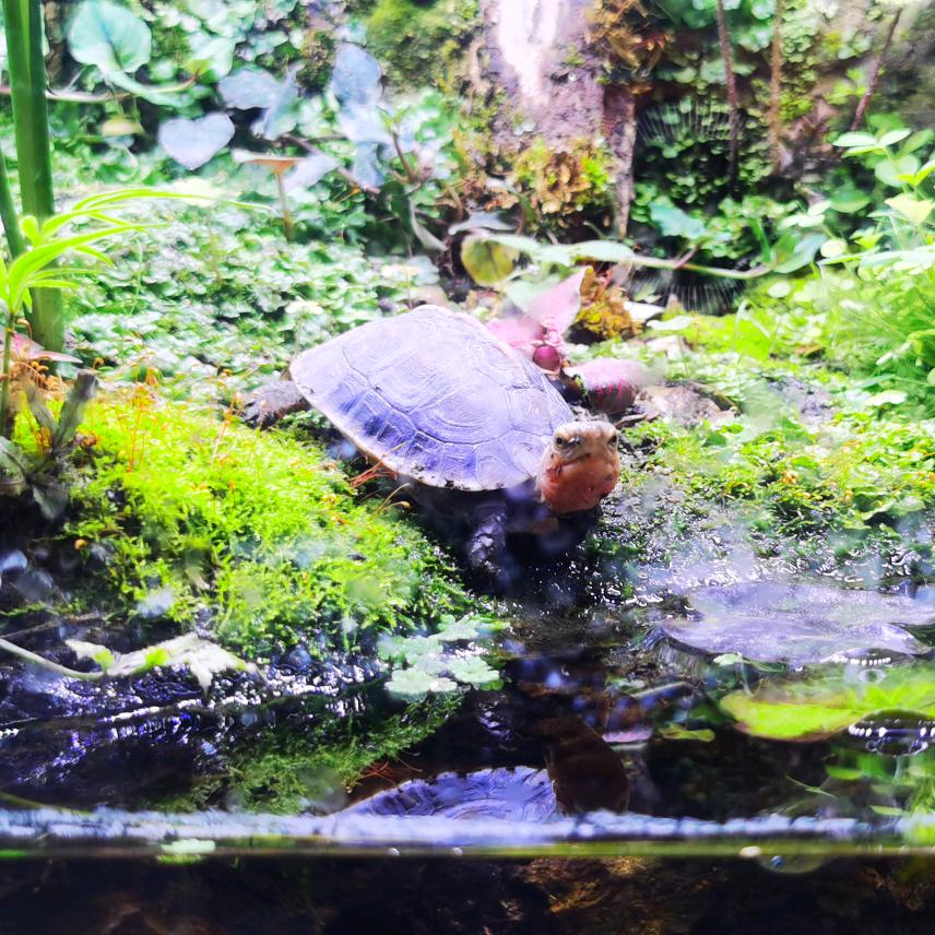 皮卡皮卡～～丘