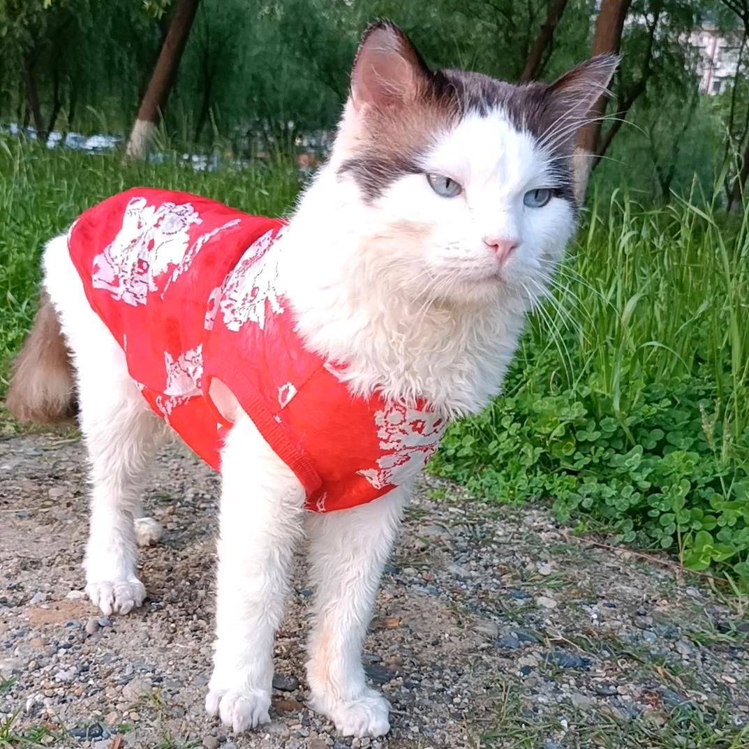 🔥爱宠联盟🔥