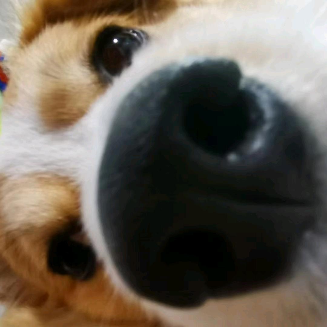 望来的