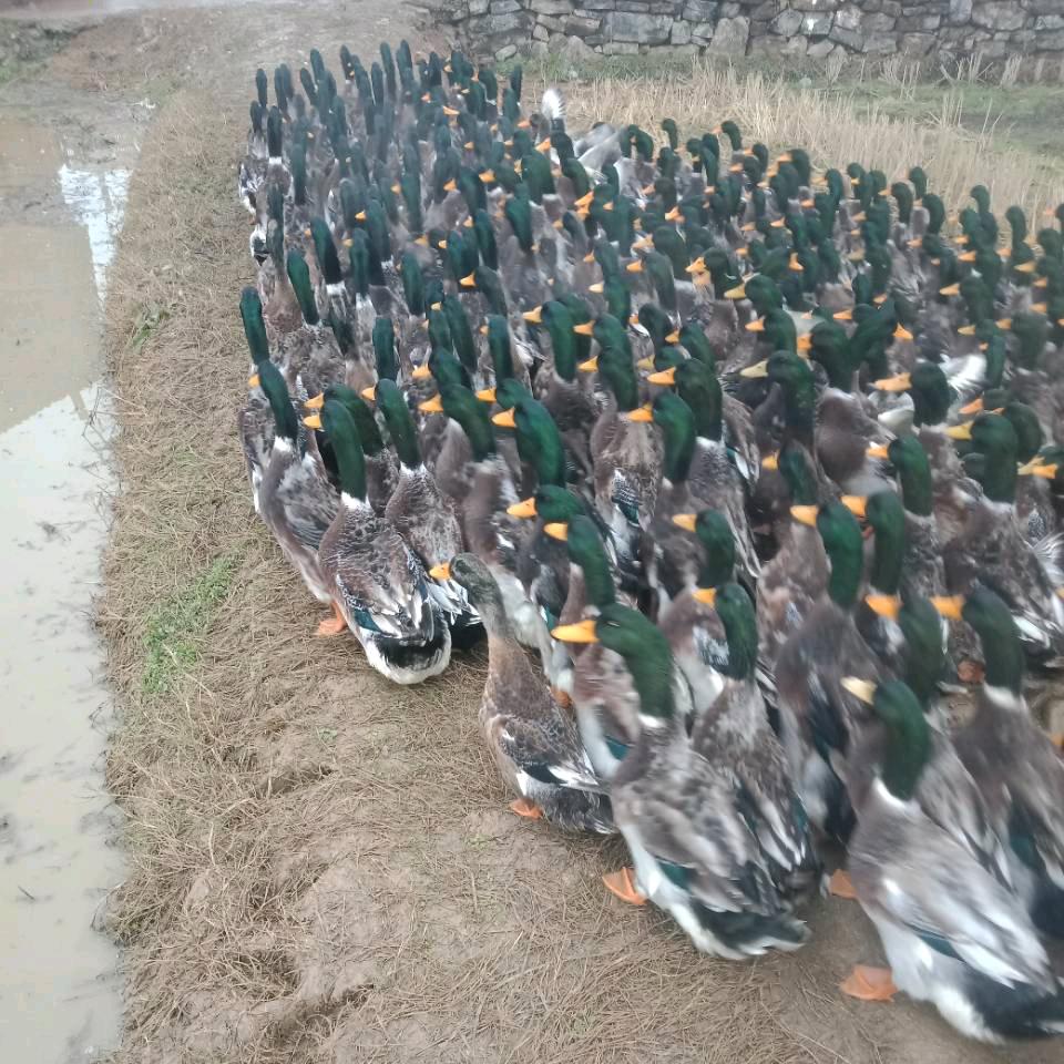 湖北黄梅毛俊灿