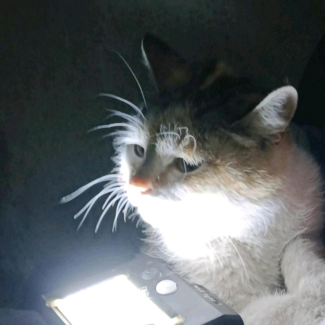 伤心的猫