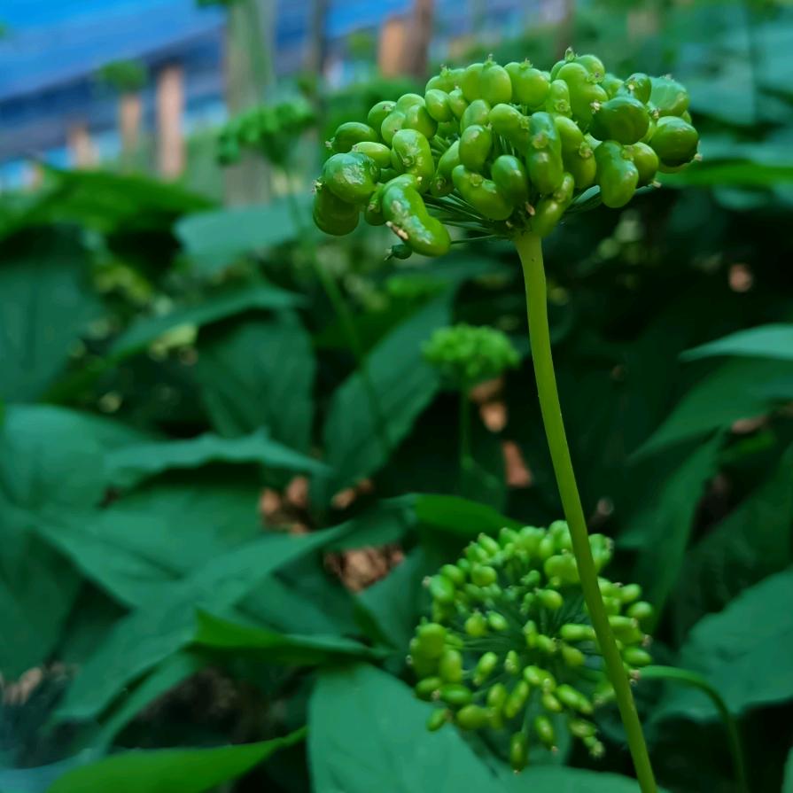 宏鑫参茸特产授权号