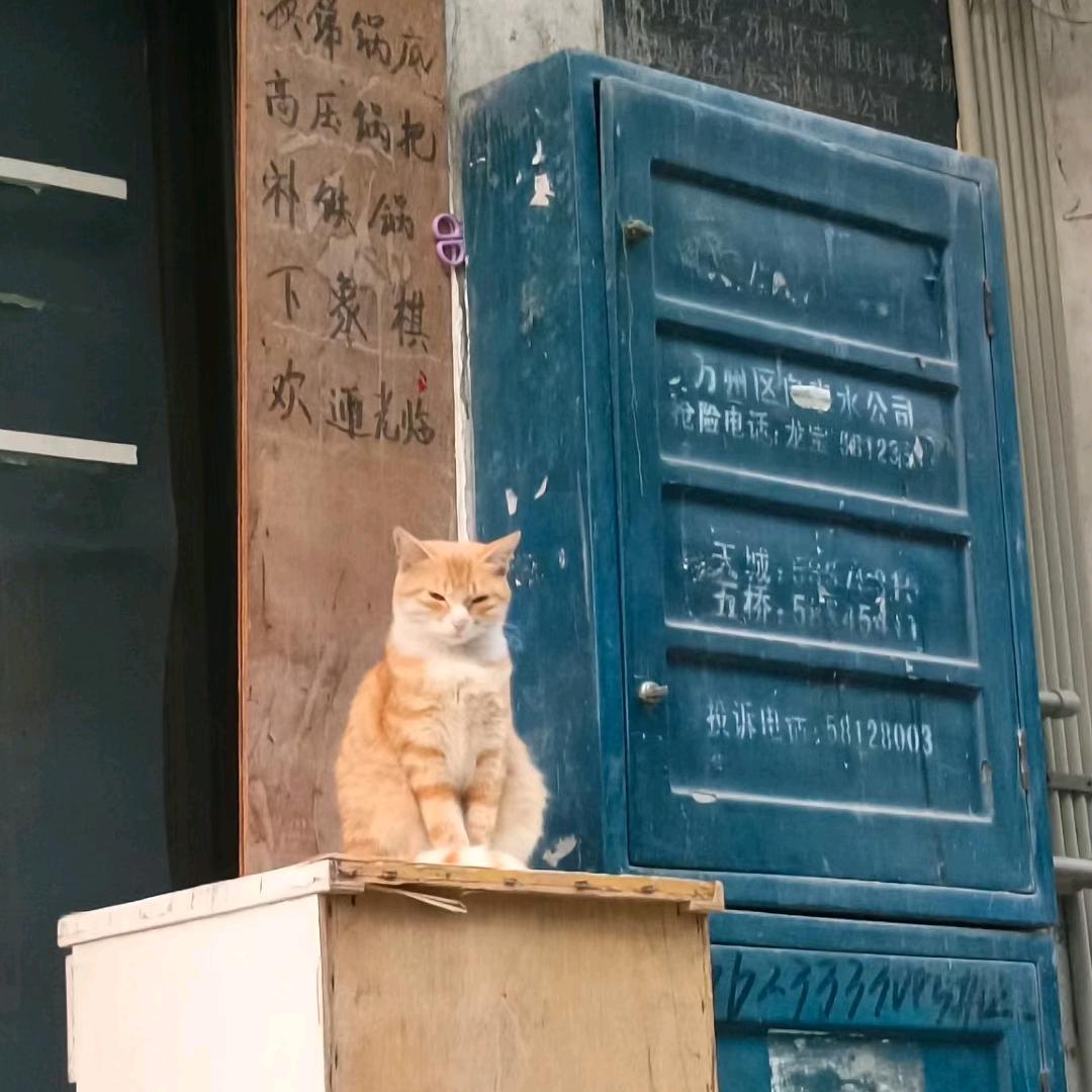 猫猫