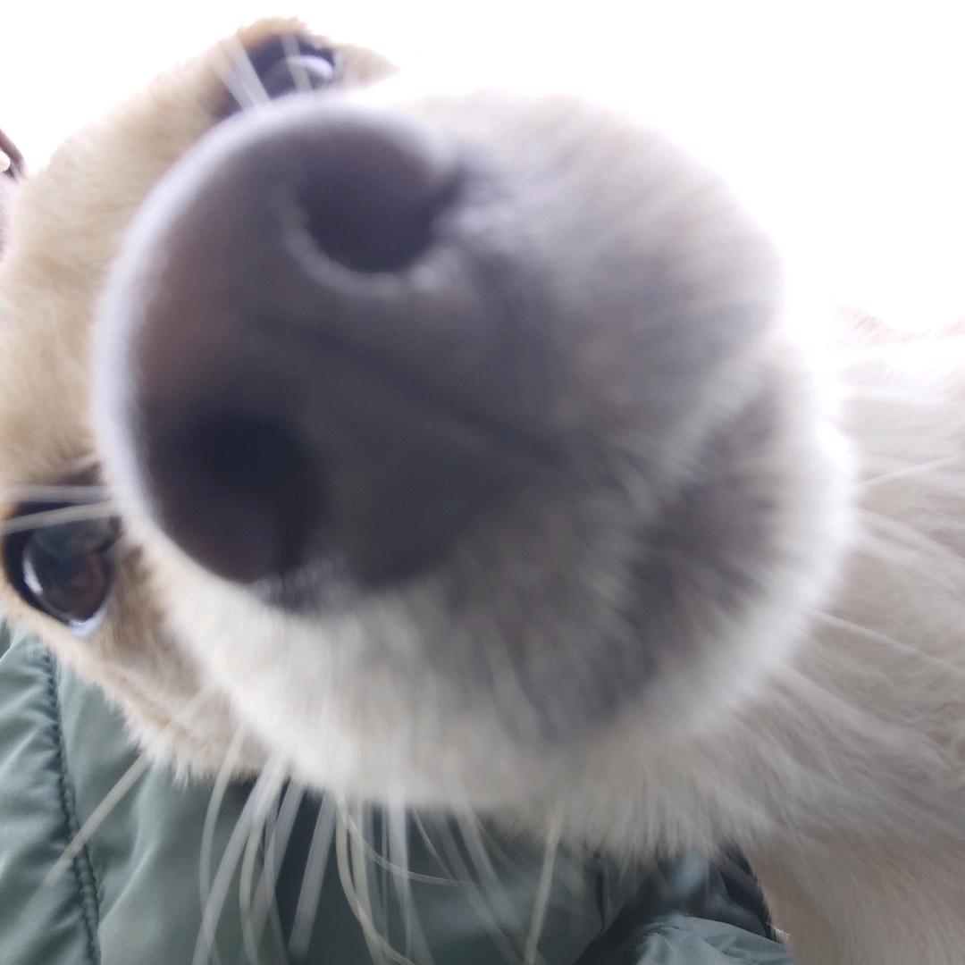 扶老奶奶过马路