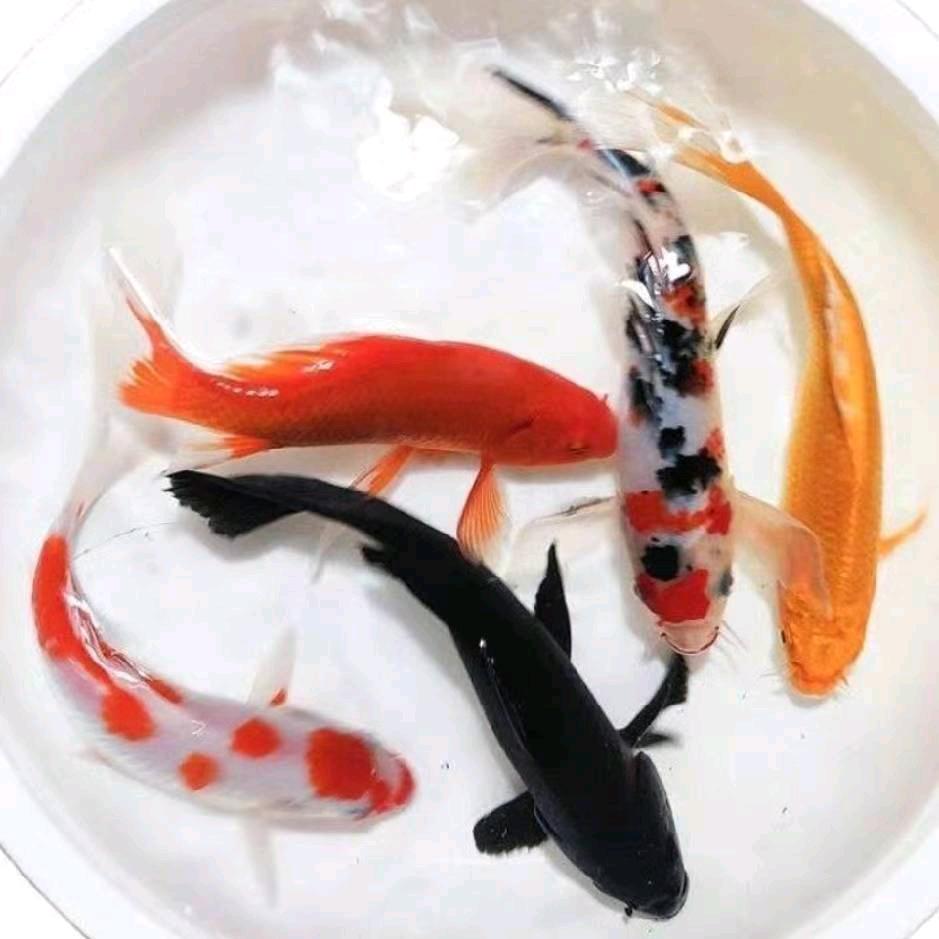 锦鲤