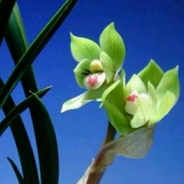 榕城兰花