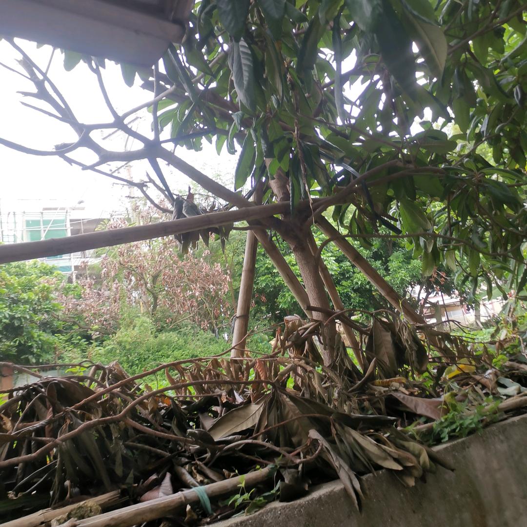 林芝麻酱