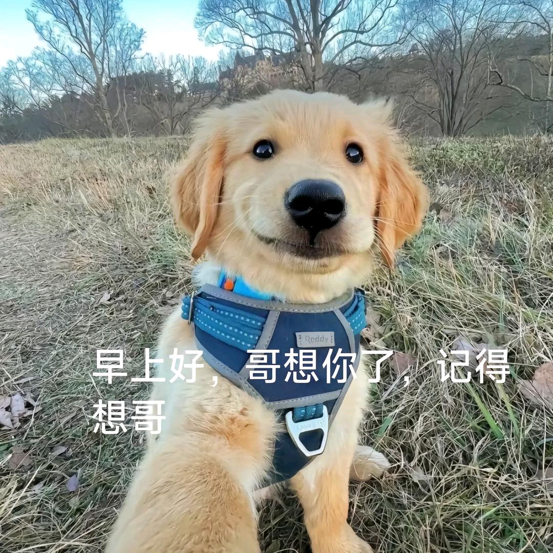 乔木叶