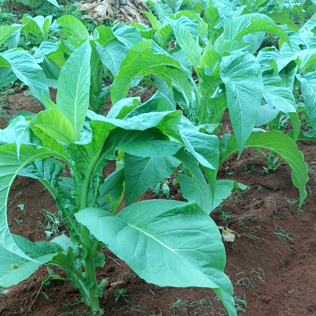 （家电上门维修）