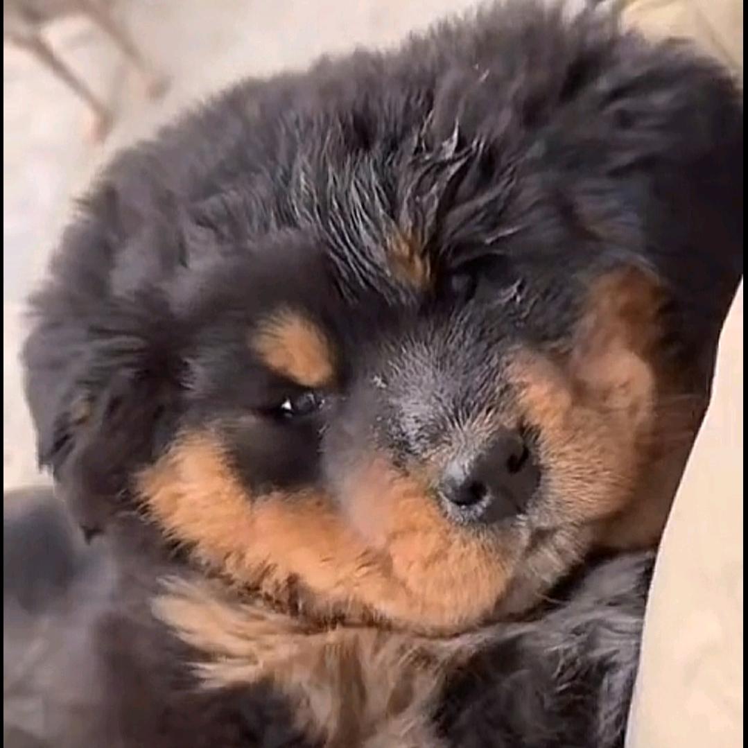 胖宝宝的狗毛