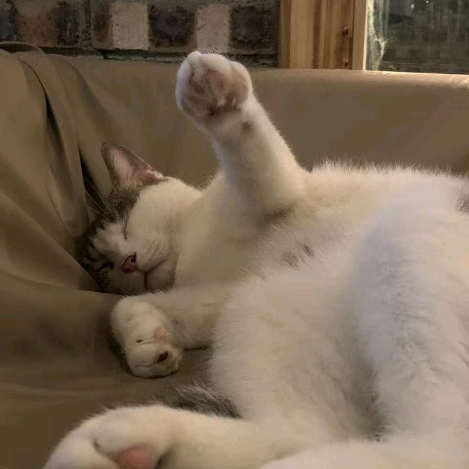 向僵尸开炮-真真