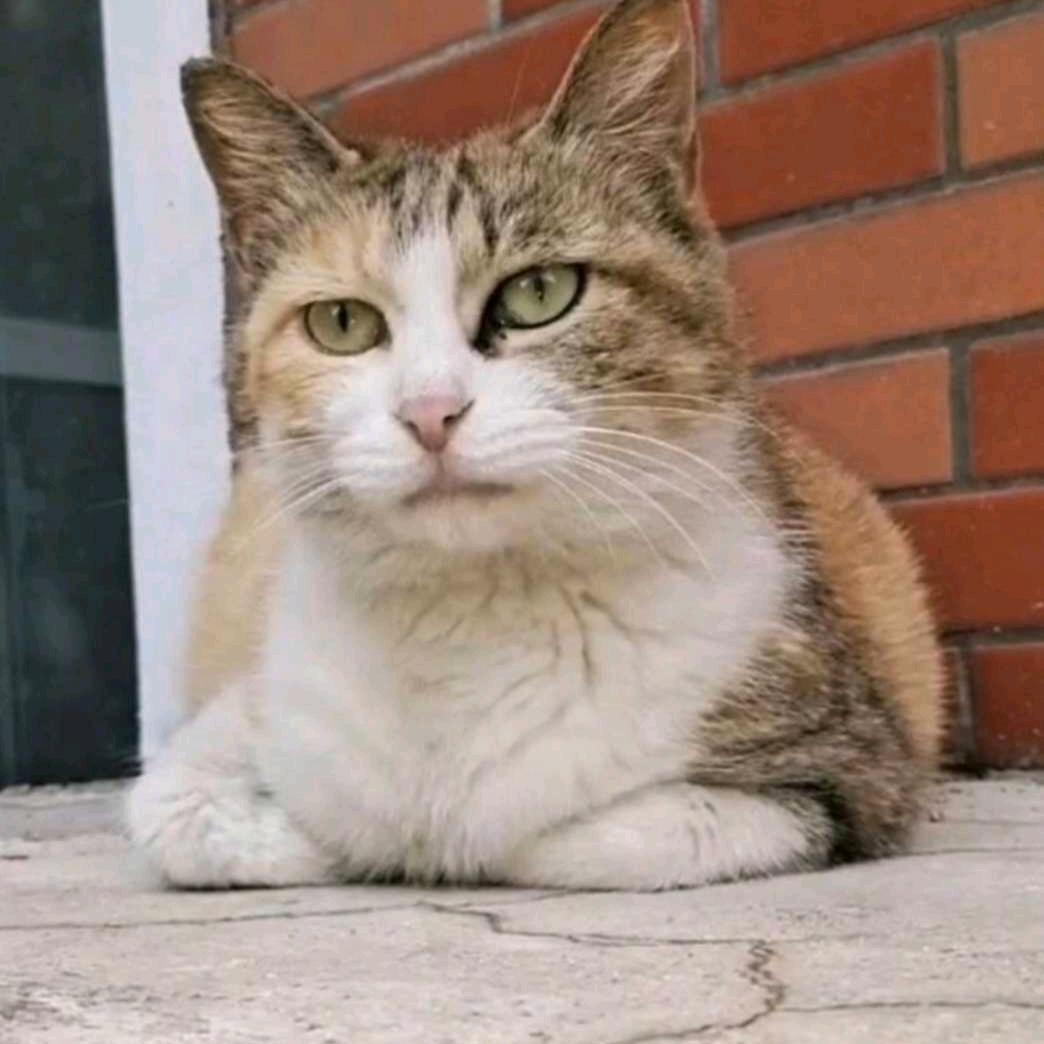 爱心朵朵🐱