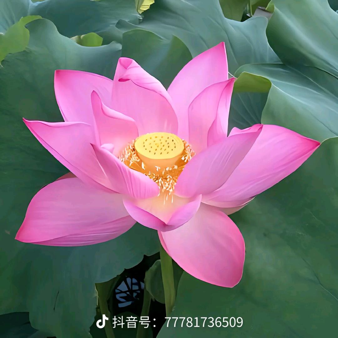 诚信