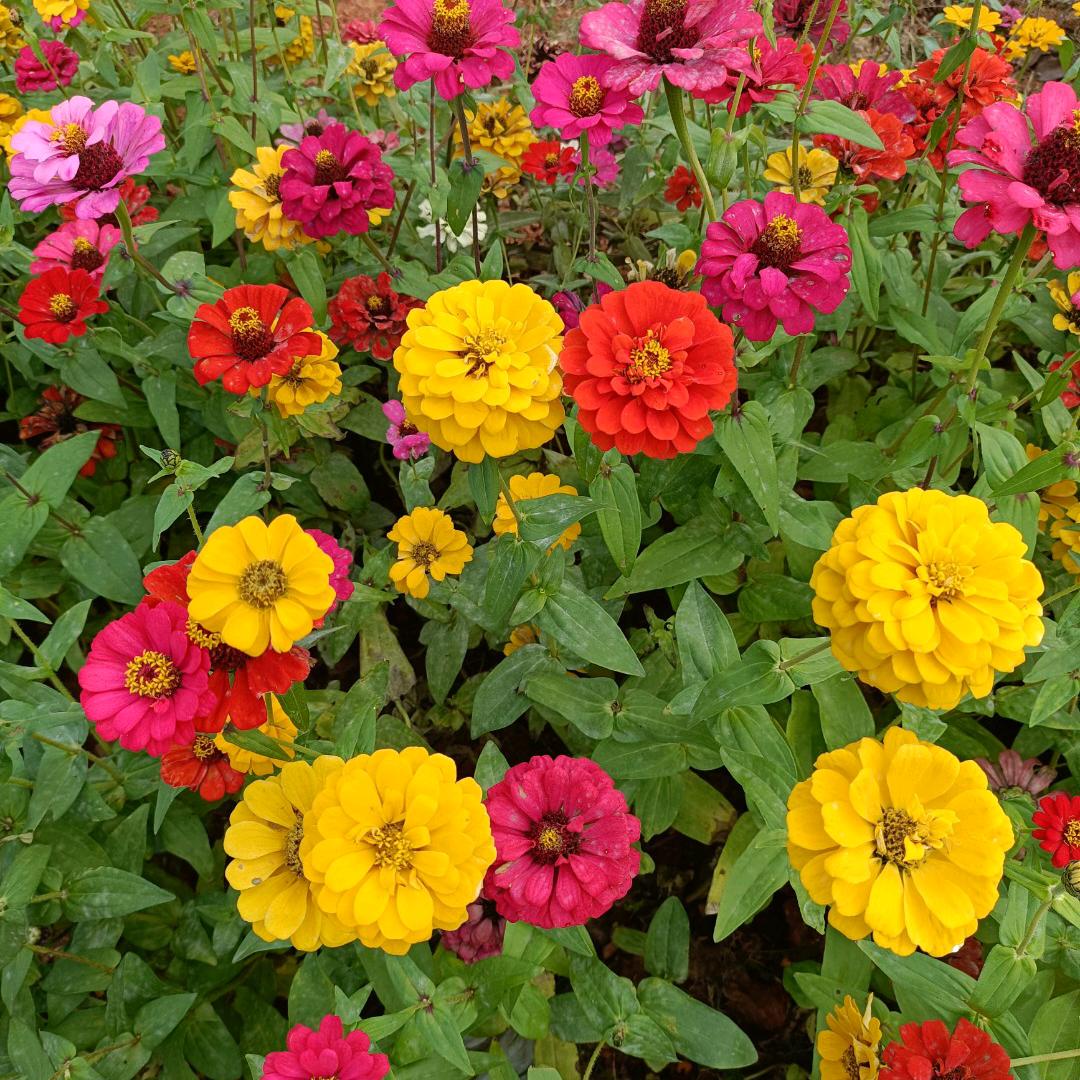 🍎樱🌺花🍒🌻