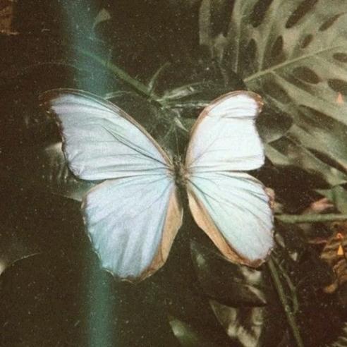 桉🕊.