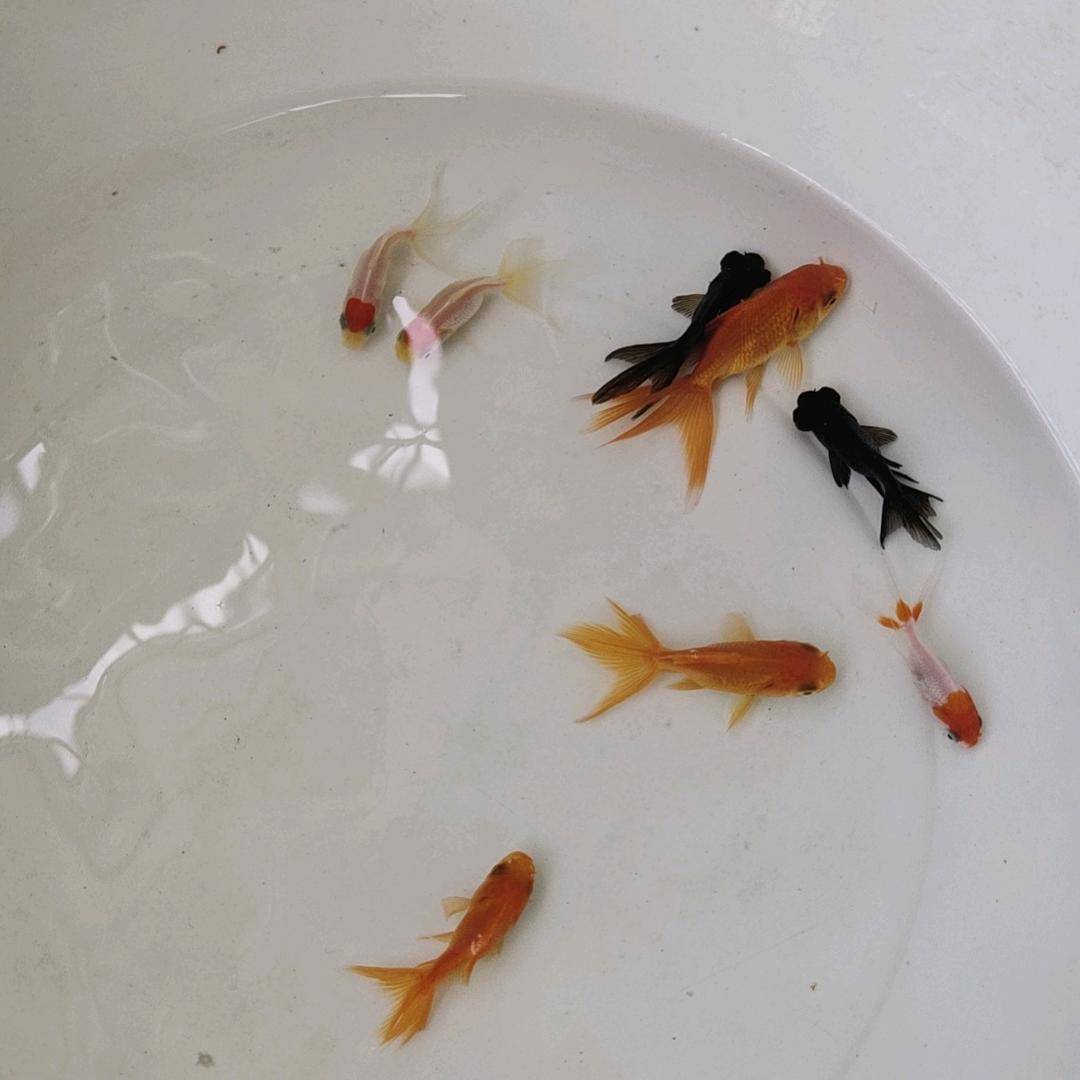 展翅飞翔