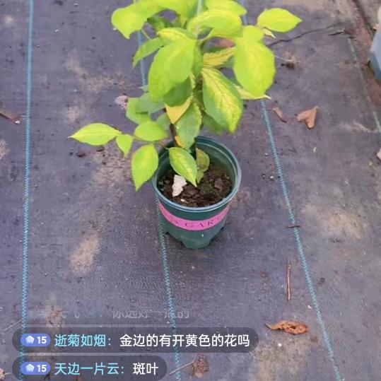 雨荷