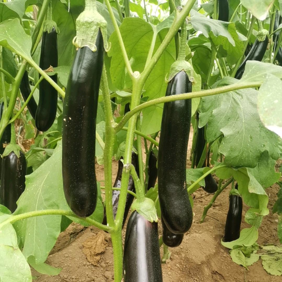 春夏主产黄瓜，秋冬主产茄子，辣椒，莴笋。