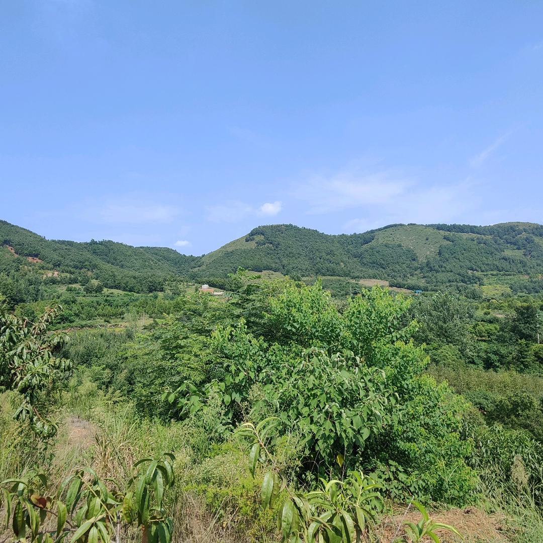 福瑞堂地理魏先生