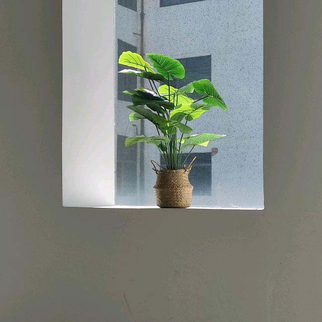 人间野草