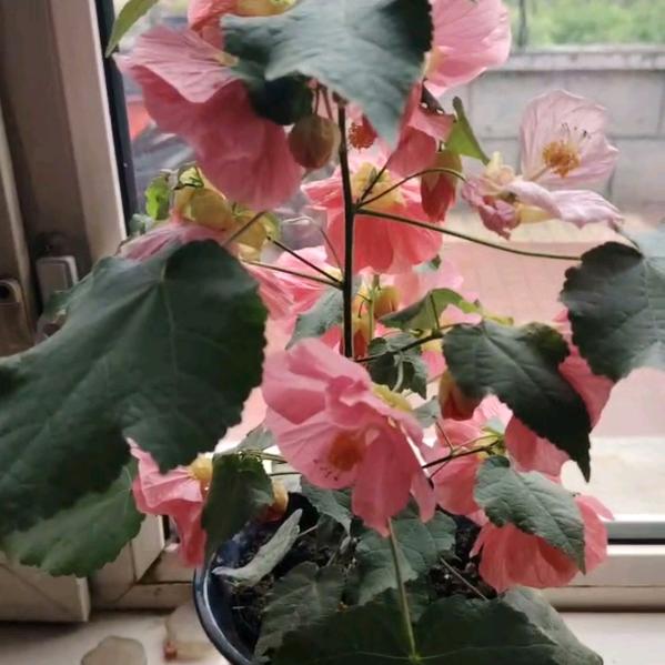 用户6304337018244幸福人生