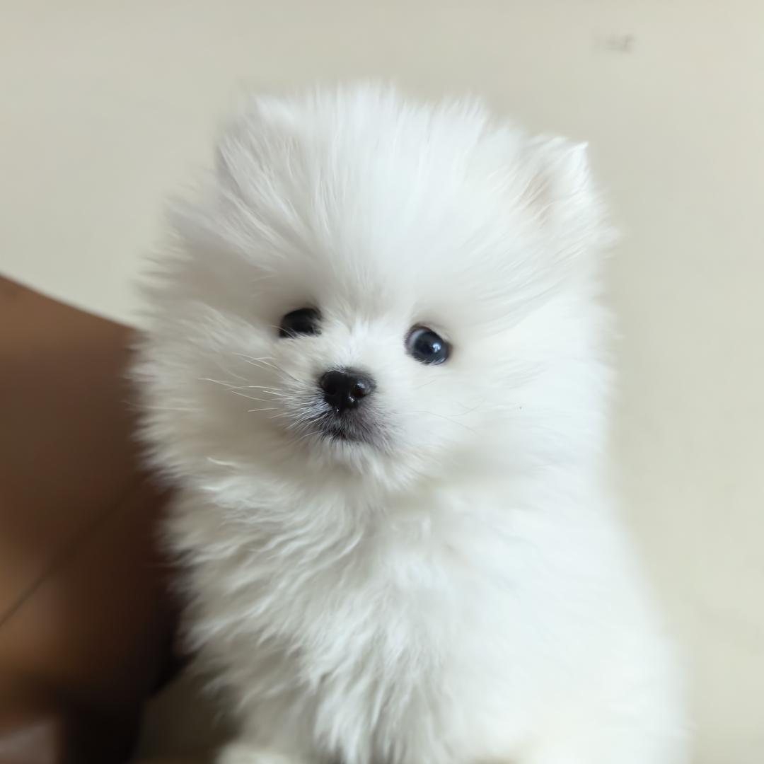 小奶酪是狗狗