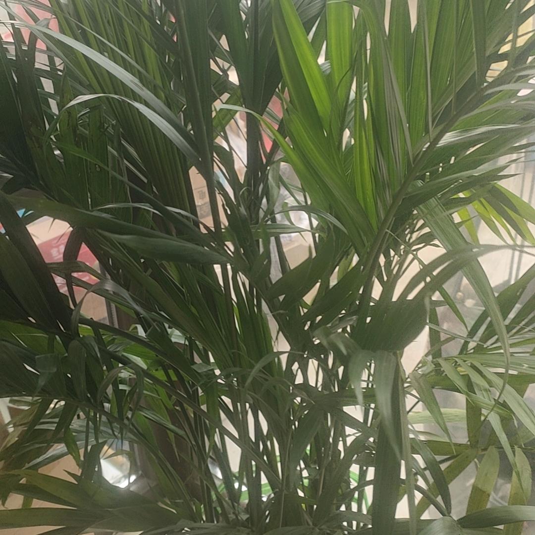 爱帮忙的轩轩