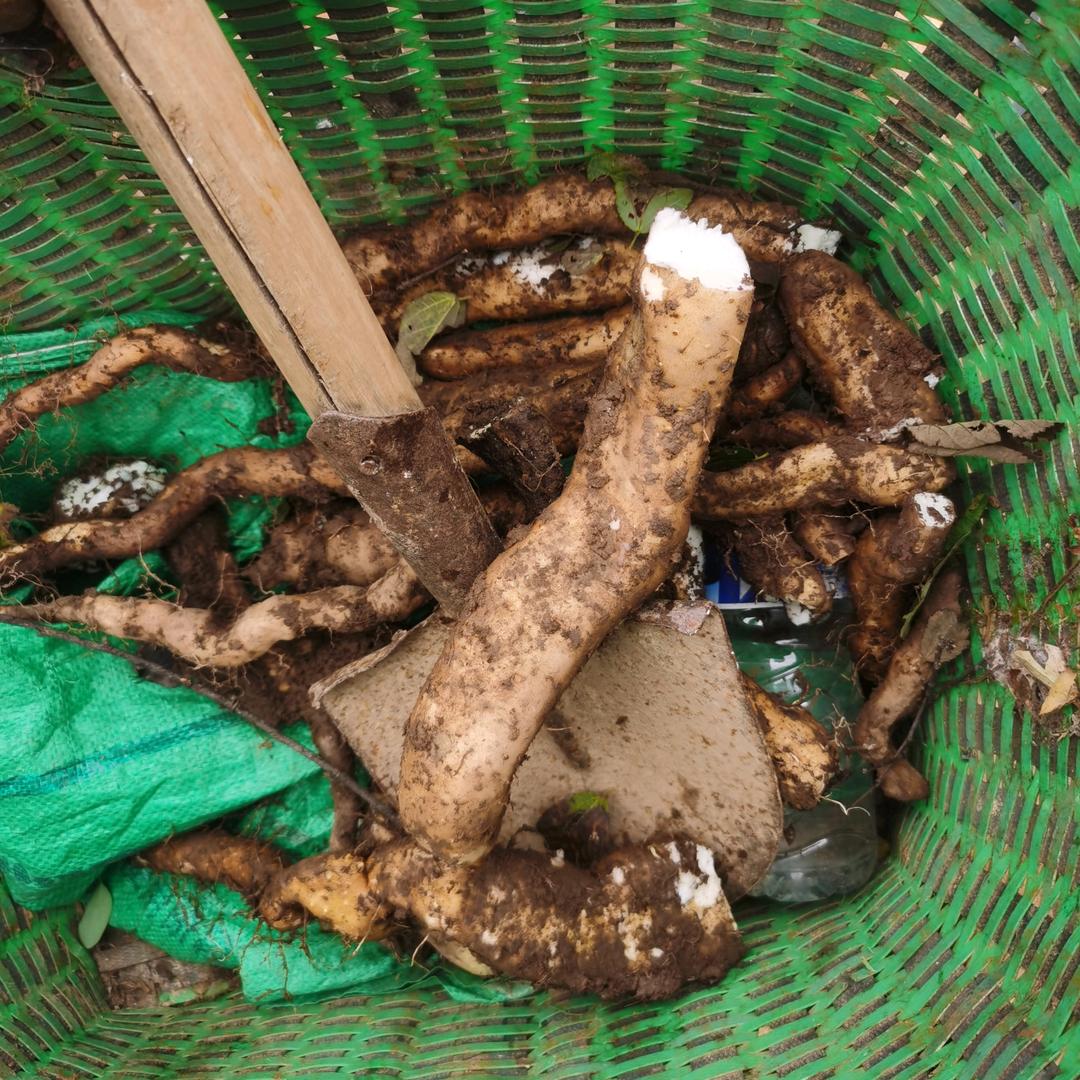 李哥（山里娃）