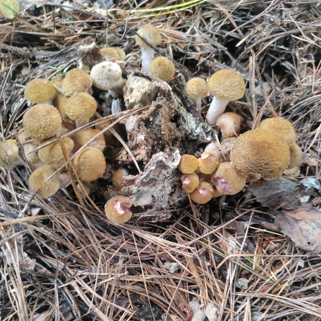 长白山  张财