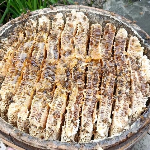 橙子农场