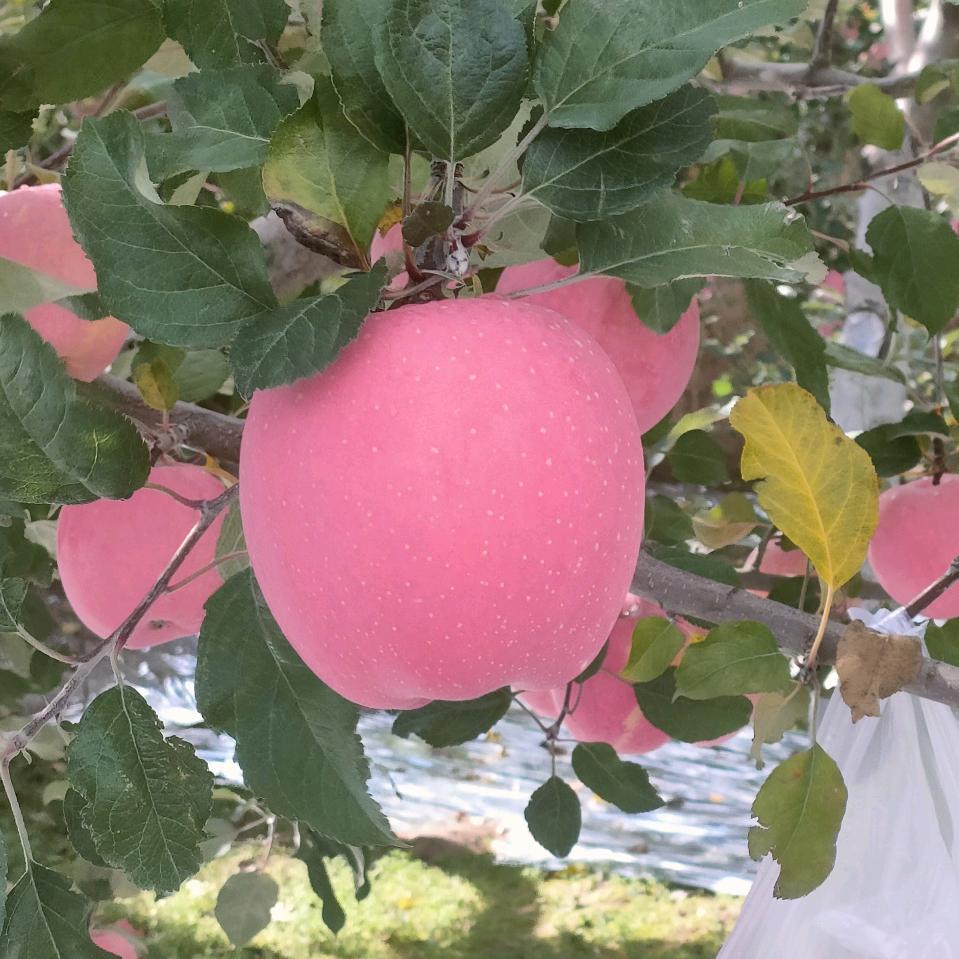 甘肃庄浪苹果🍎