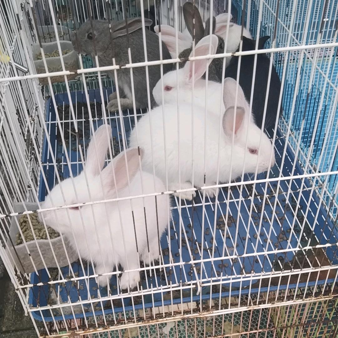想你想好什久