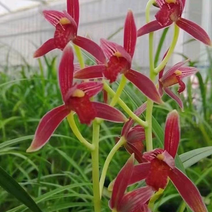 周花花兰花