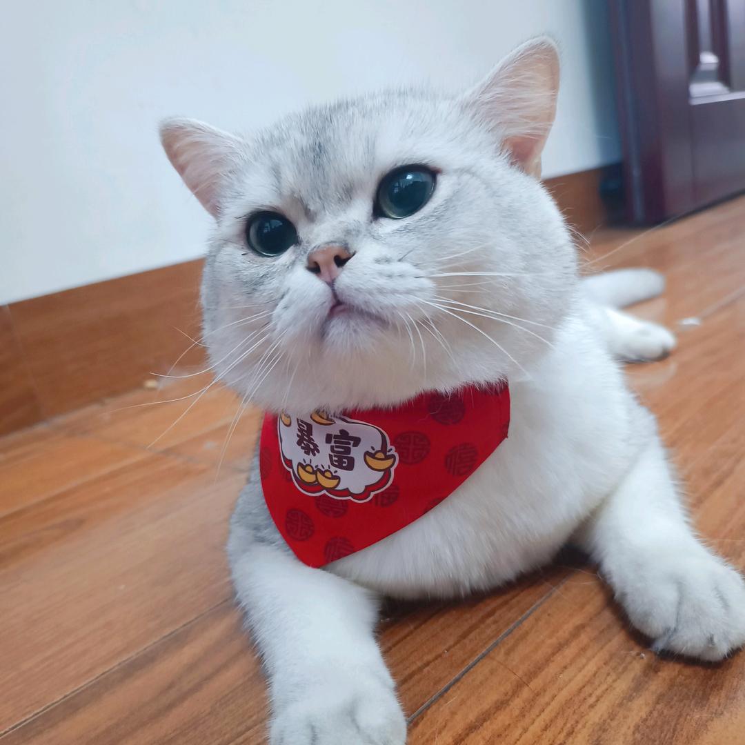 七喜是只喵（别连赞）