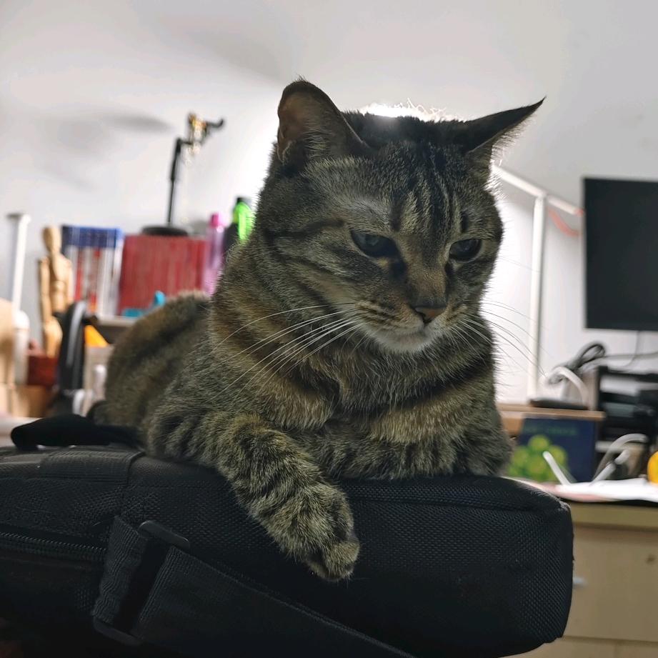 龙龙和毛毛的小窝（硬装中）