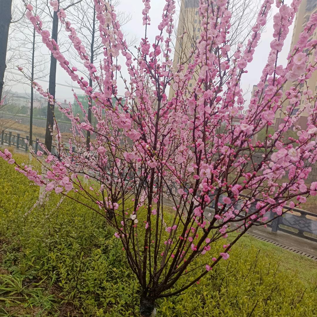 晏jinzi