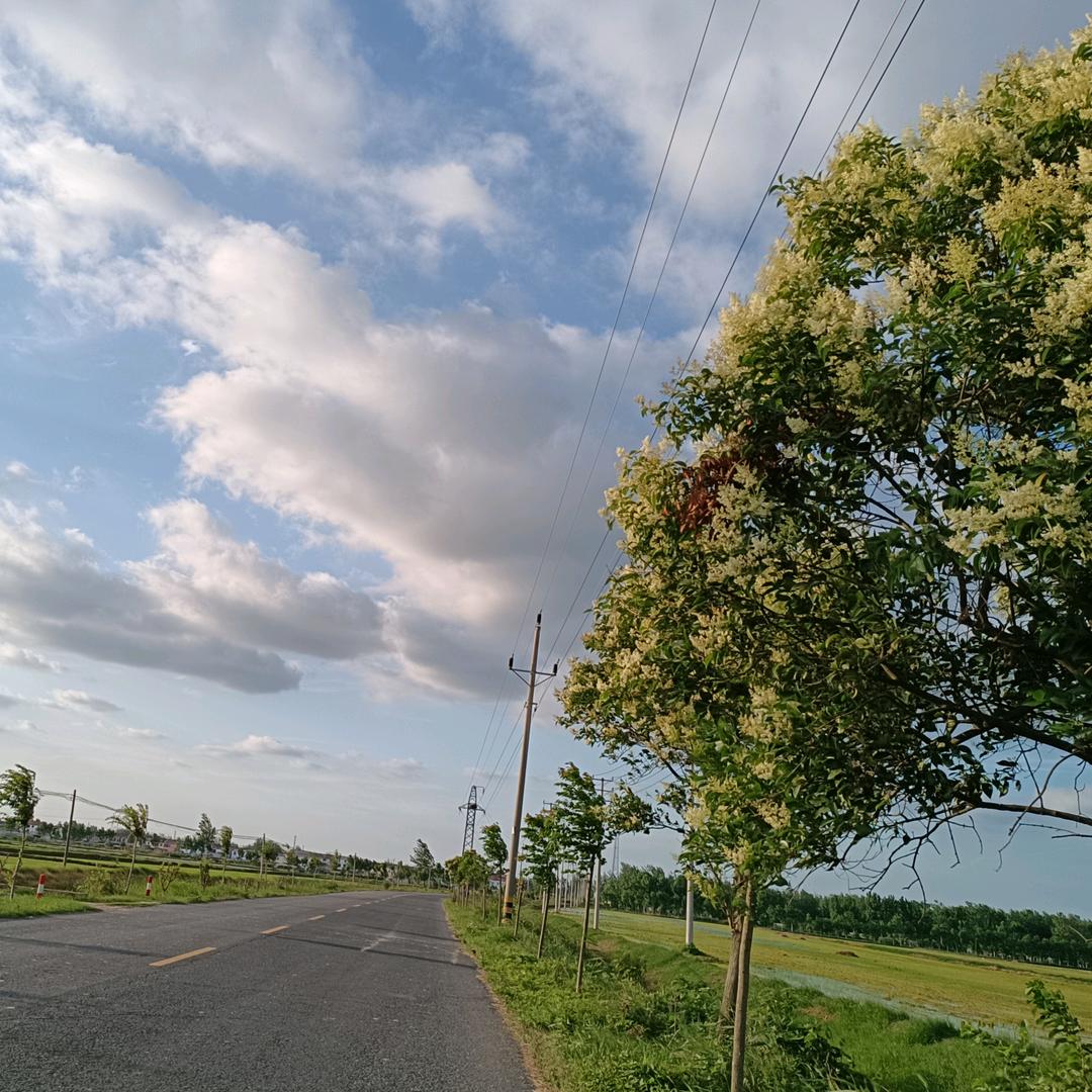 毛丫土生鲜