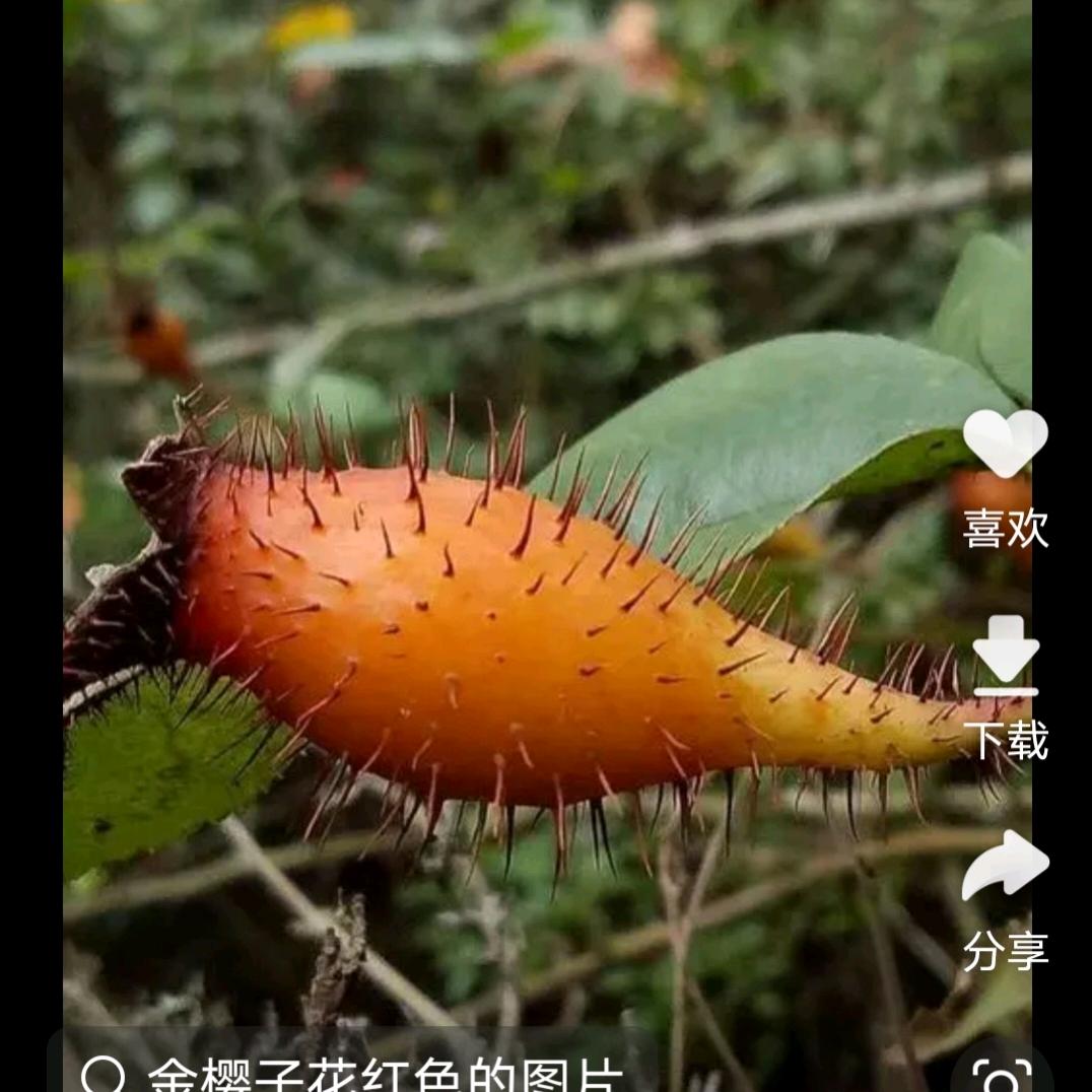 远山奇草茶
