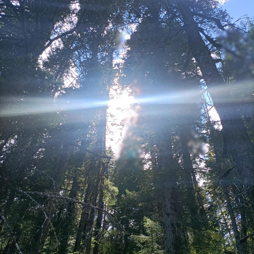 没有(˵¯͒〰¯͒˵)称昵