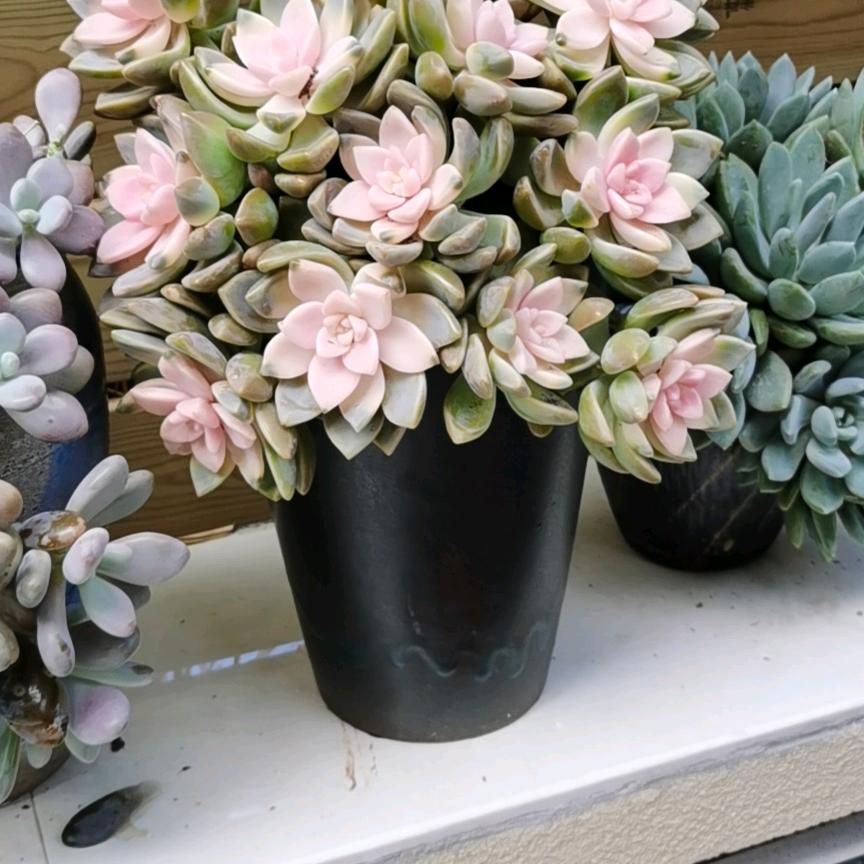 海角的花