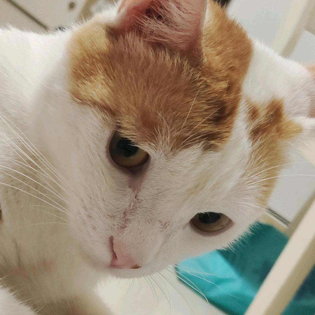 爱吃土豆