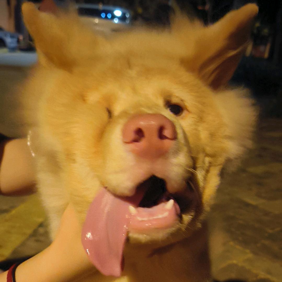 肉松包