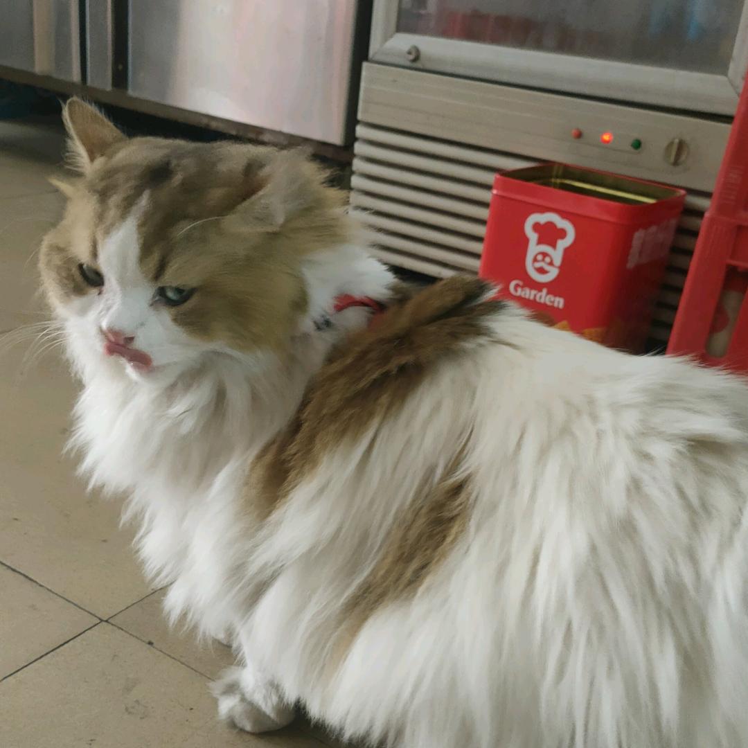 来福
