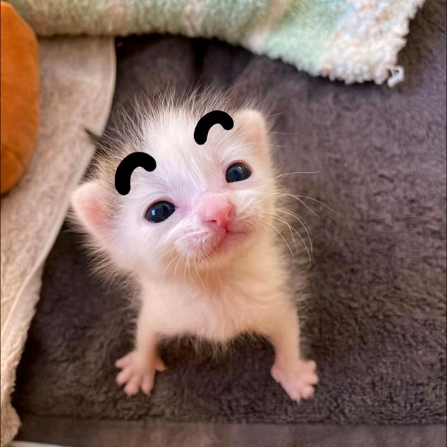 小猫咪喵喵喵
